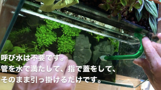 マリモ 毬藻 の不思議 生体と共存できるのか 丸くなるとは限らないのか