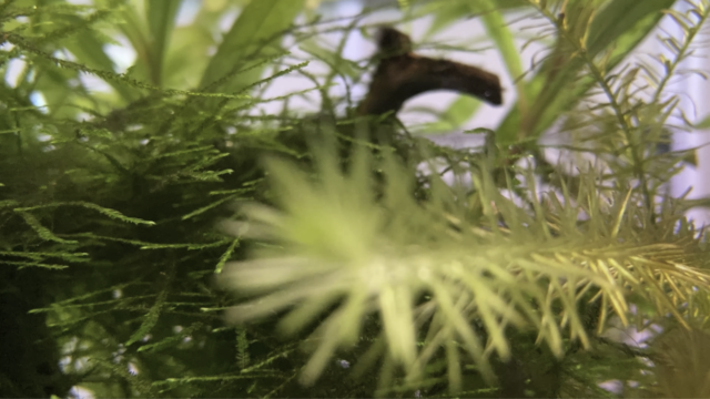 水槽のメンテ 水槽用クーラーを掃除してみた